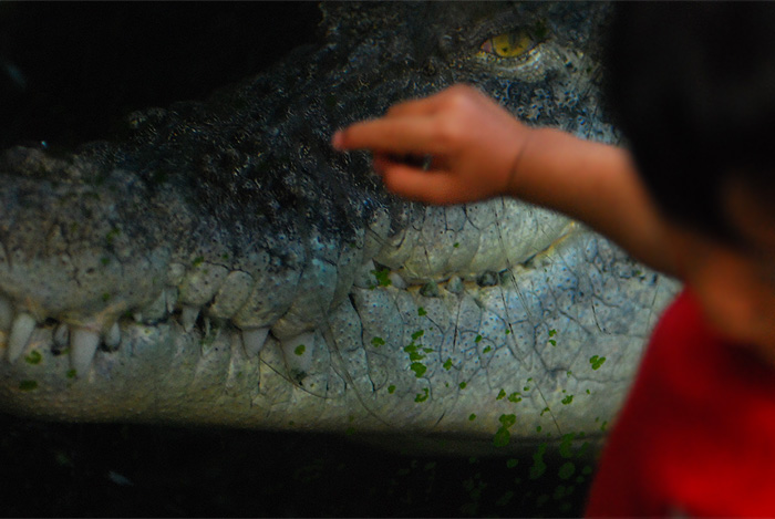 ueno zoo crocodile and child lunch